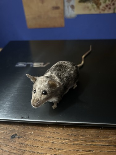 Taxidermy natural mouse - natural,