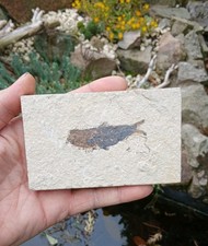 Fossil fish green river