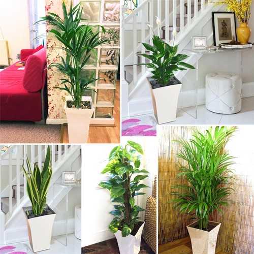 Large floor plant square - plant, in