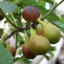 Large Fig Tree 'Brown Turkey' in a 5L Pot, Ready to Fruit, Sweet Taste