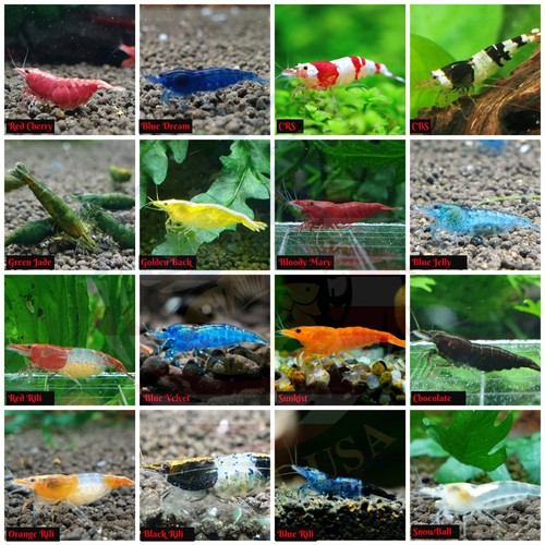 Adult neocaridina candy - adult,