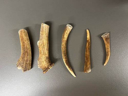Antler dog chews - antler,