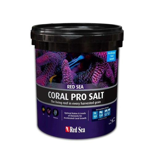 Red sea coral - sea,