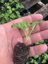 Kale, Dwarf Green plug plants x6 letter box friendly 