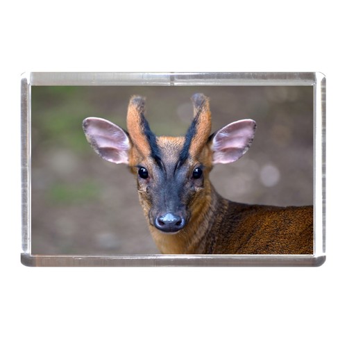 Fridge magnet muntjac - fridge, magnet:
