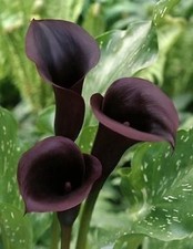 Black Zantedeschia -