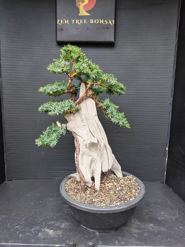 Tanuki needle juniper - needle, bonsai