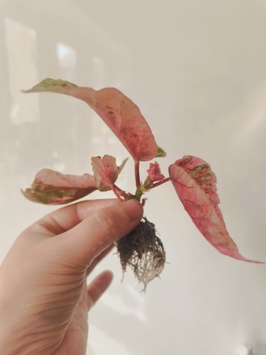 Begonia snow capped pink - begonia,