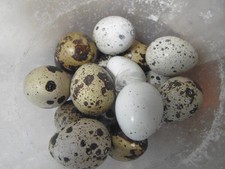 Jumbo Coturnix Quail Eggs x 12