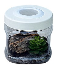 Tarantula Spider Slings