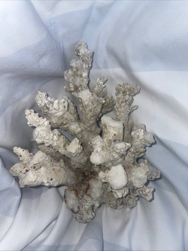 Real dry coral - dry,