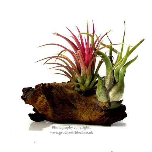 Air plant tillandsia featured - plant,