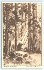 Postcard Giant Redwoods California from Etching by Arthur Russell Wilson c1930's