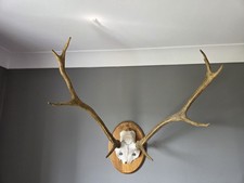 Medium  Red Deer Skull with 8