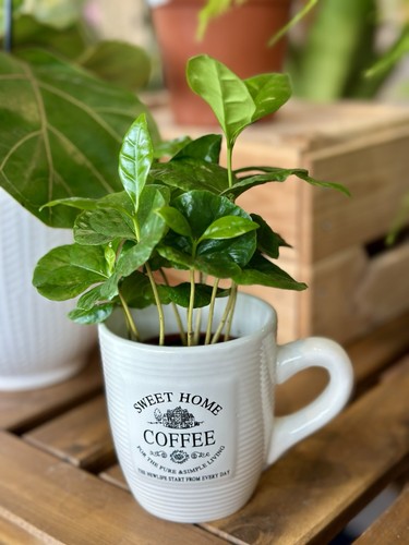 Coffee plant - coffee,