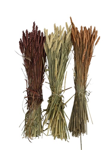 Dried wheat stems count - wheat,