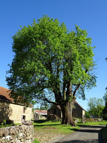 Quercus pubescens downy oak - pubescens,