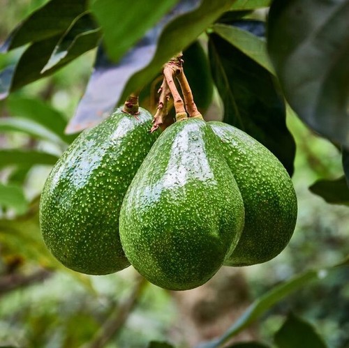Avocado seed ready - 🥑,