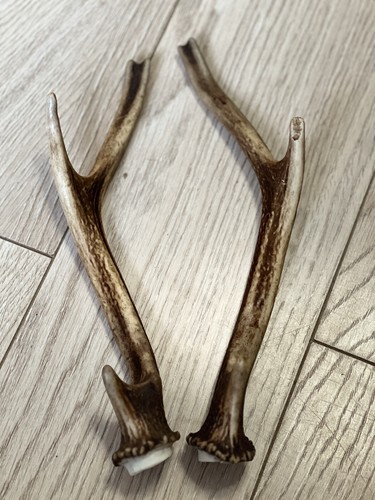 Pair sika deer antlers - sika,