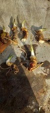 Horse Radish Plants X 5. Large