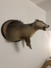 Taxidermy Half Mount Badger