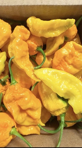 Freshly picked yellow ghost - freshly,