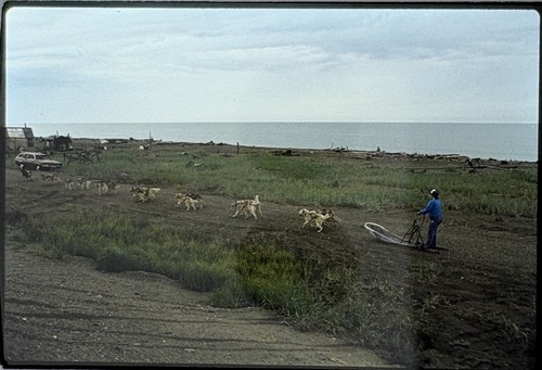 1987 nome alaska - sled, team