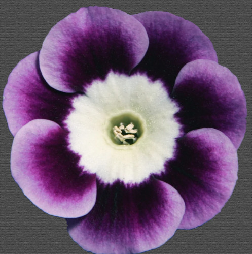 Primula auricula andrew - auricula,