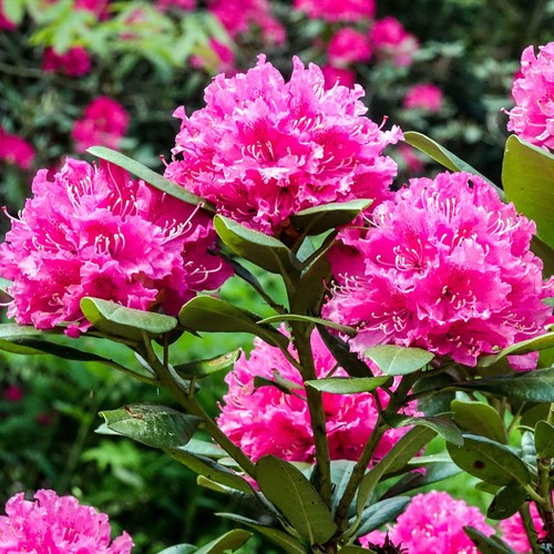 Rhododendron rocket pink - rocket, |