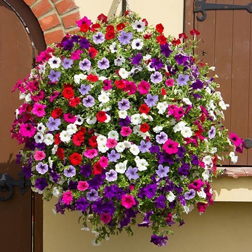 Surfinia trailing petunia - 9x,