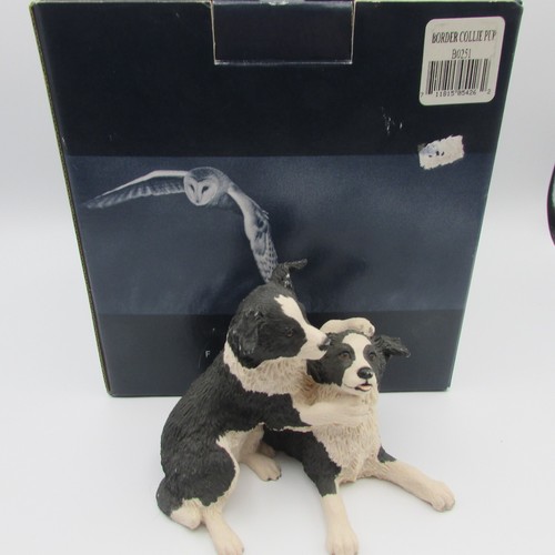 Pair border collie - border,