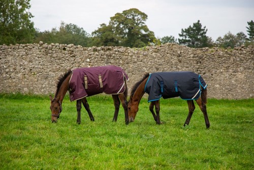 Horseware amigo ripstop foal - ripstop,