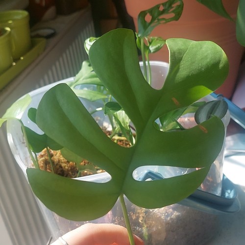 Monstera minima plant - minima, rooted