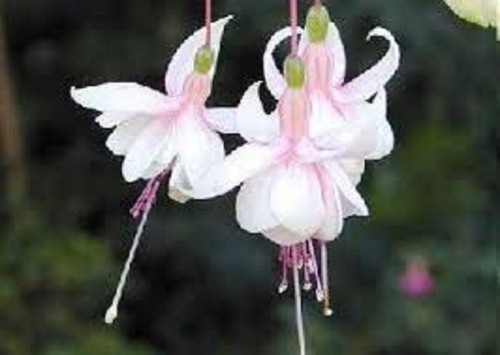 Fuchsia double plug - x,