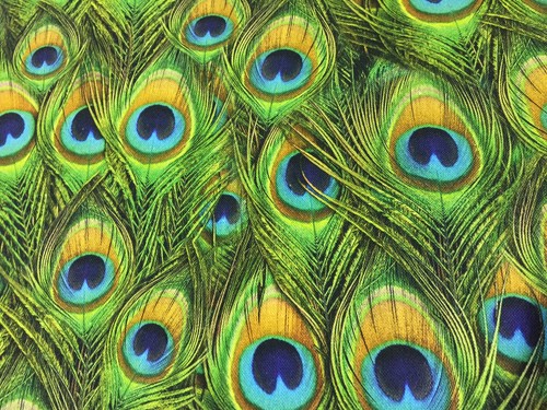 Peacock feathers digital print - peacock,