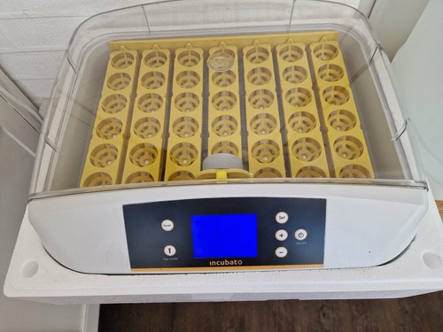 Digital eggs incubator hatcher - incubator,