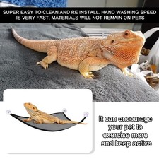 2PCS Bearded Dragon Lizard