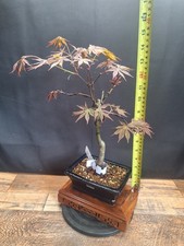 Red acer palmatum bonsai tree