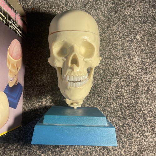 Vintage anatomical skeleton - vintage,