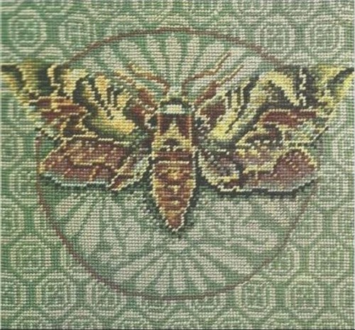 Ehrman hawkmoth kaffe - hawkmoth,