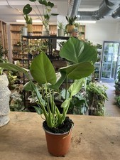 Swiss Cheese Plant House Plant Monstera Deliciosa 52cm tall in a 14cm pot