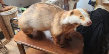 (Faux Ginger) Badger Taxidermy