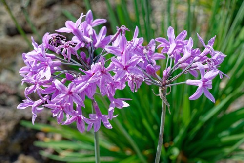Tulbaghia violacea society - tulbaghia,