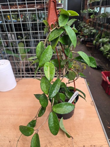 Hoya carnosa brasil rare - hoya, brasil,