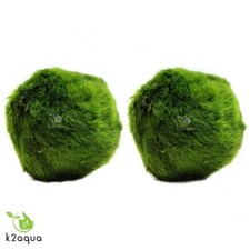 2 Giant Japanese Marimo Moss Balls 5cm Live Aquarium Plant Shrimp Java K2AQUA