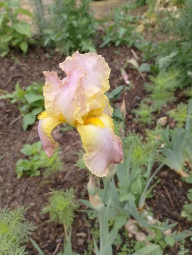 Iris germanica chantilly 1 - germanica.,