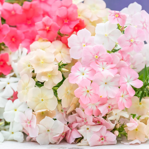 Phlox drummondii - phlox, of