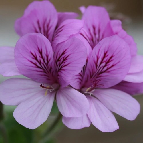 Scented pelargonium cola large - scented,