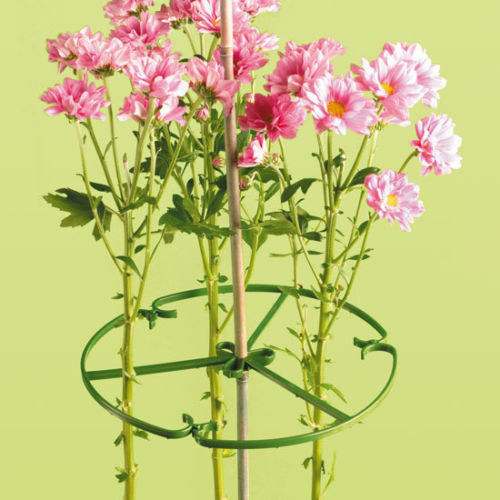 Garden plant support - plant, rings