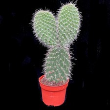 Opuntia Pylana prickly pear